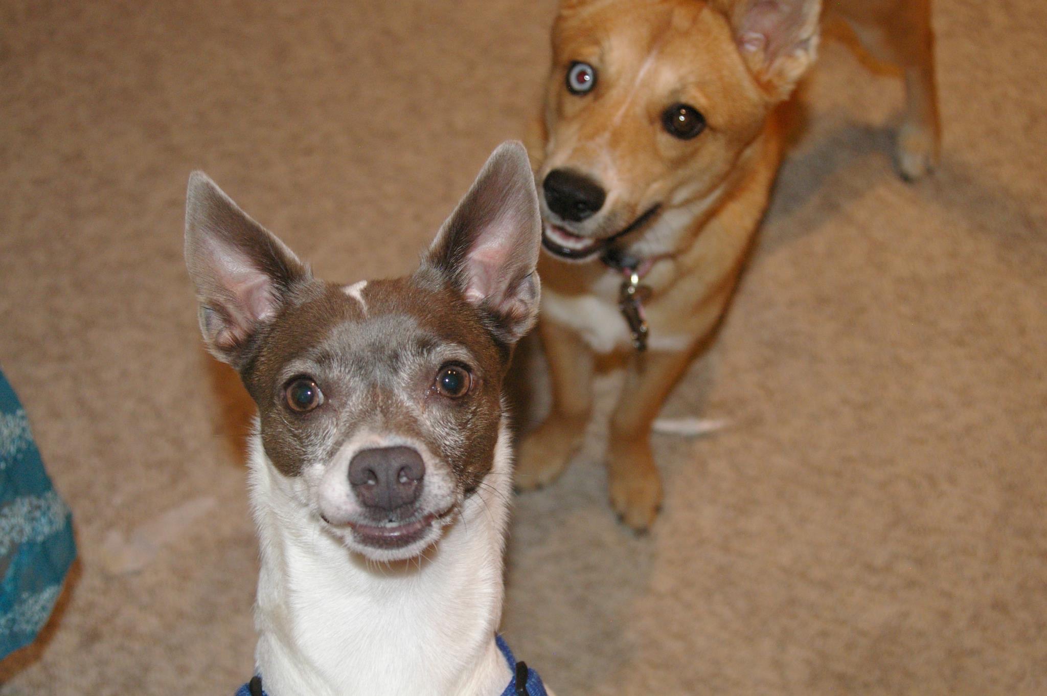 2 dogs smiling